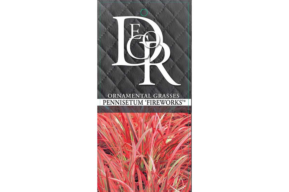 
                  
                    Pennisetum 'fireworks'
                  
                
