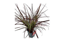 
                  
                    Pennisetum 'fireworks' 17cm
                  
                