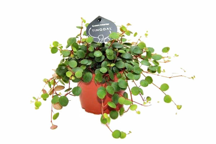Peperomia pepperspot 11cm
