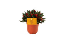 
                  
                    Peperomia  'Rosso' 12cm
                  
                