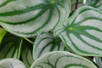 
                  
                    Peperomia argyreia
                  
                