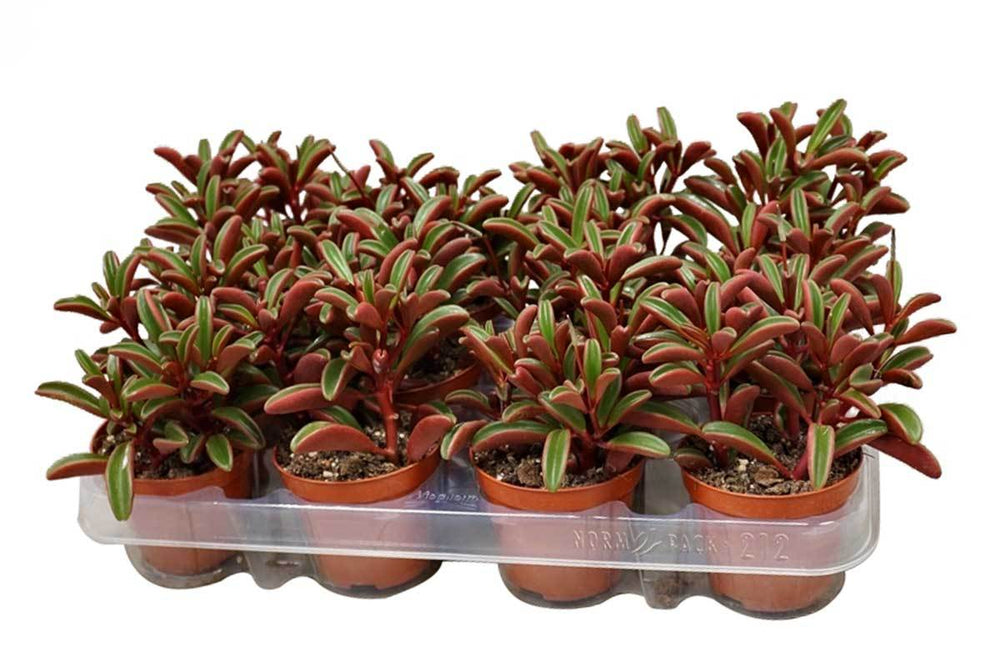 
                  
                    Peperomia graveolens 8,5cm - Πεπερόμια
                  
                