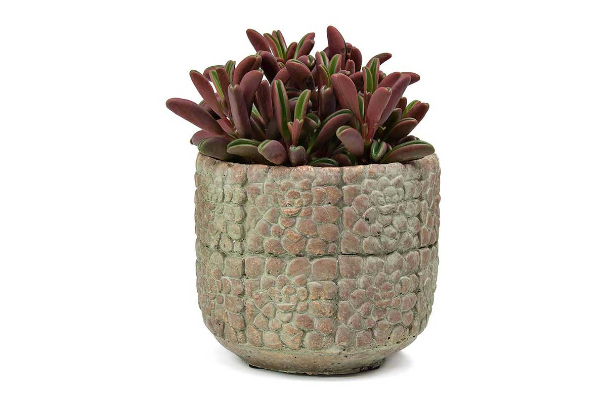 Peperomia graveolens - Πρόταση διακόσμησης