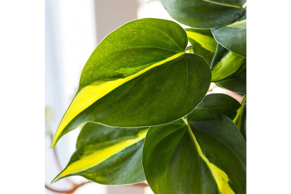 
                  
                    Philodendron 'brasil' - Φιλόδενδρο
                  
                