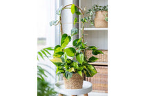 
                  
                    Philodendron 'brasil' - Φιλόδεντρο
                  
                