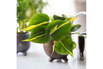 
                  
                    Philodendron 'brasil' - Φιλόδεντρο
                  
                