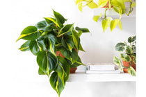 
                  
                    Philodendron 'brasil' - Φιλόδεντρο
                  
                