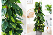 
                  
                    Philodendron 'brasil' - Φιλόδεντρο
                  
                