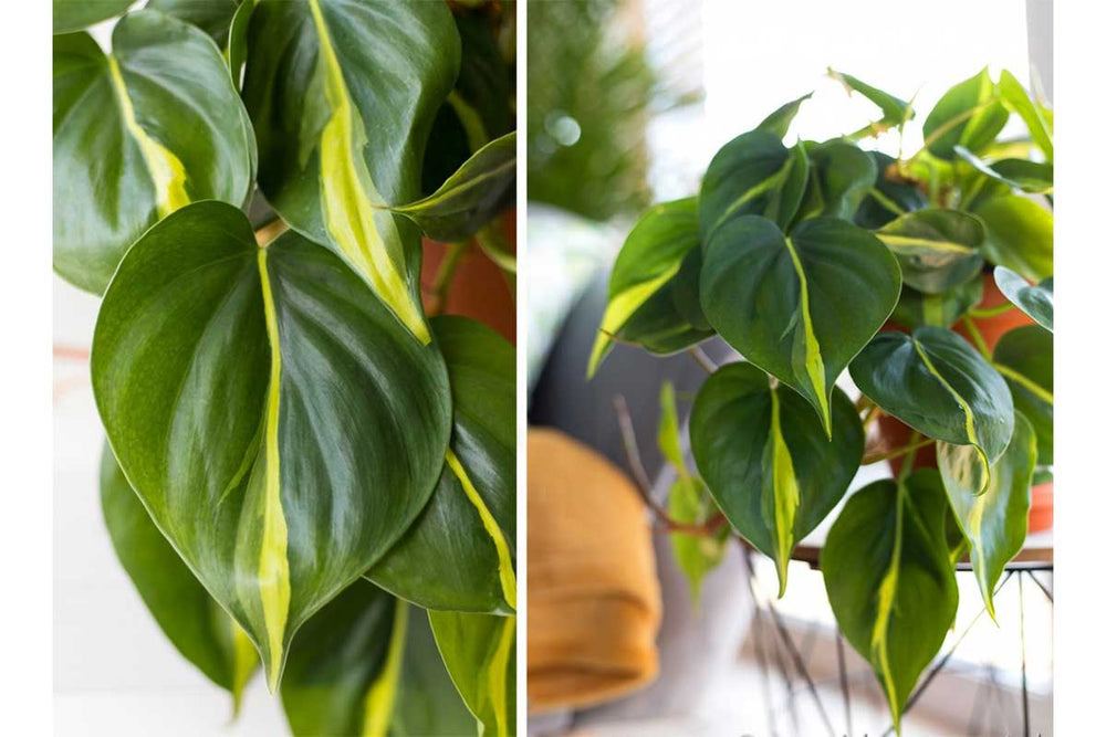 
                  
                    Philodendron 'brasil' - Φιλόδενδρο
                  
                