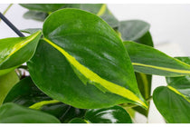 
                  
                    Philodendron 'brasil' - Φιλόδεντρο
                  
                