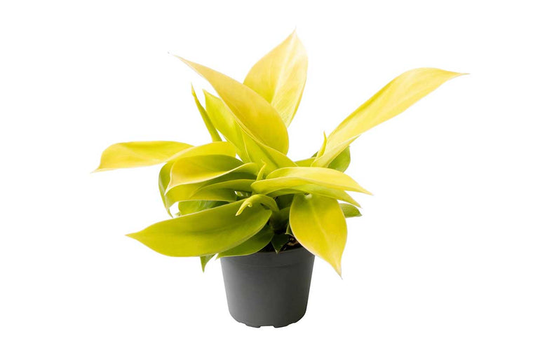 Philodendron 'Moonshine' 6cm