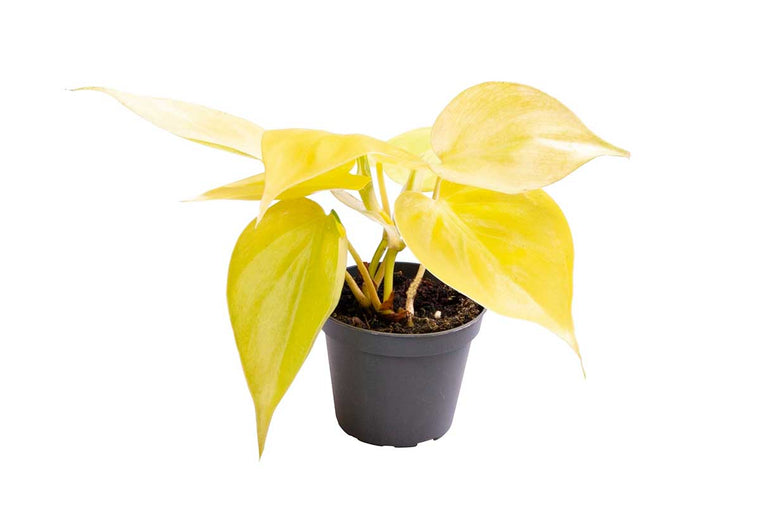 Philodendron 'Neon' 6cm