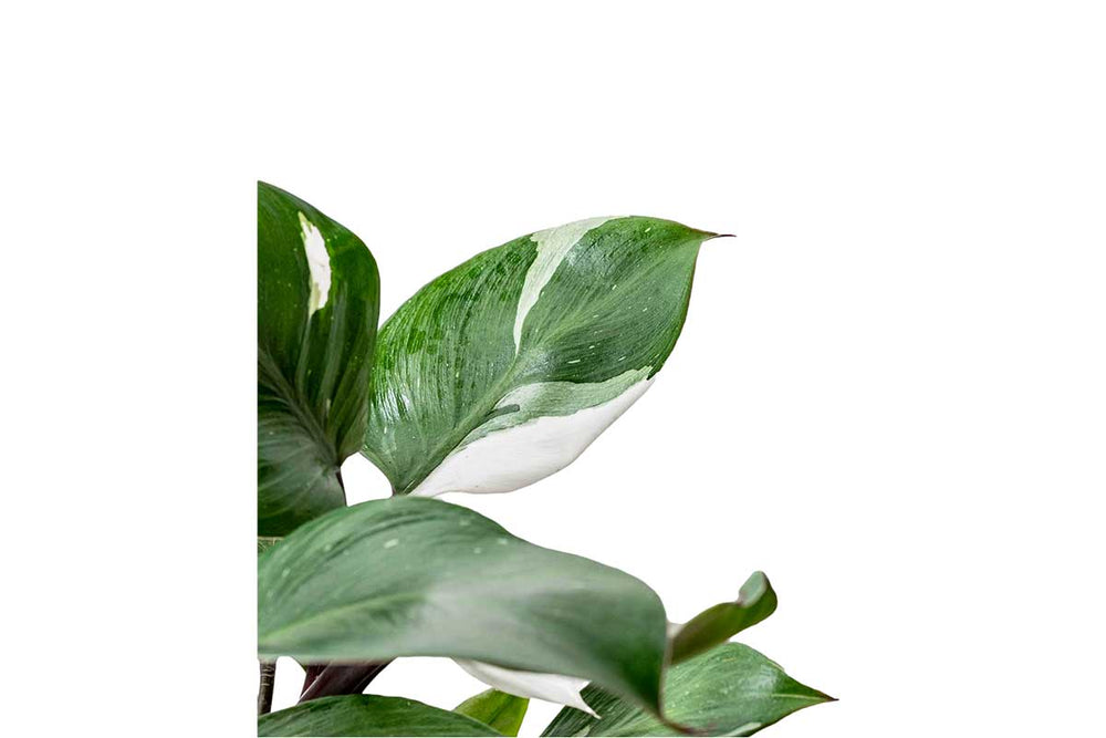
                  
                    Philodendron 'white knight'
                  
                