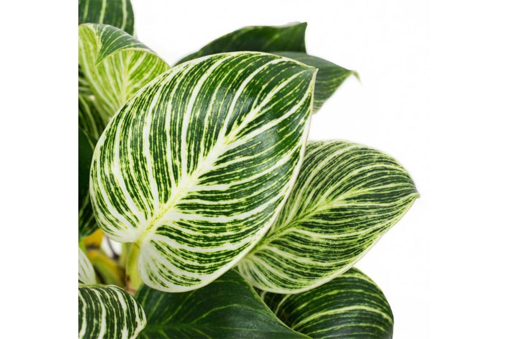 
                  
                    Philodendron 'Birkin' - Φιλόδενδρο
                  
                