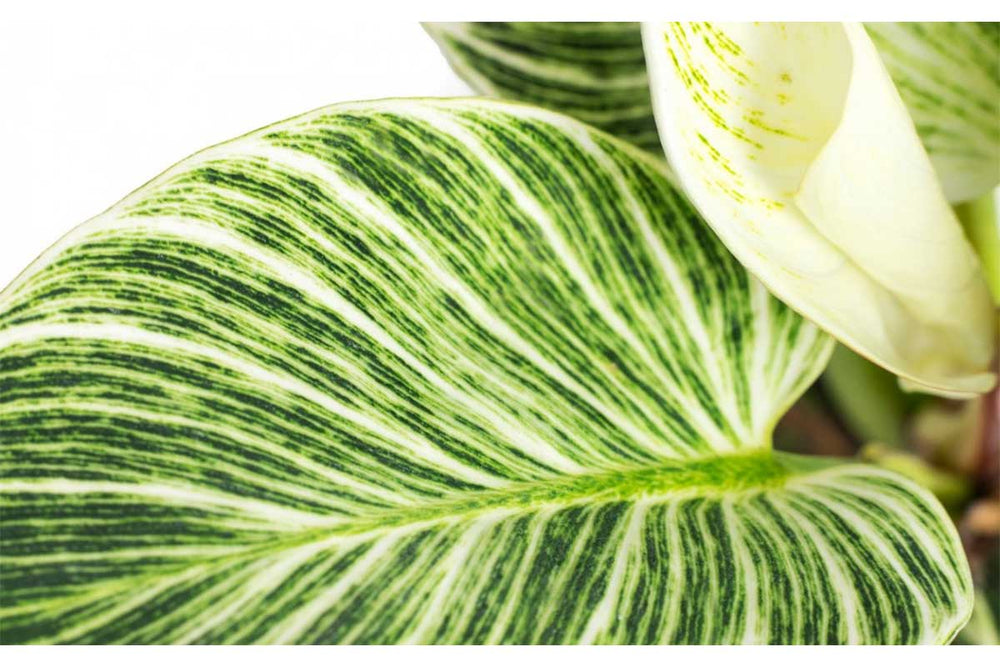 
                  
                    Philodendron 'Birkin' - Φιλόδενδρο
                  
                