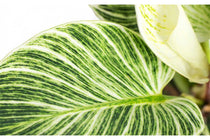 
                  
                    Philodendron 'Birkin' - Φιλόδενδρο
                  
                