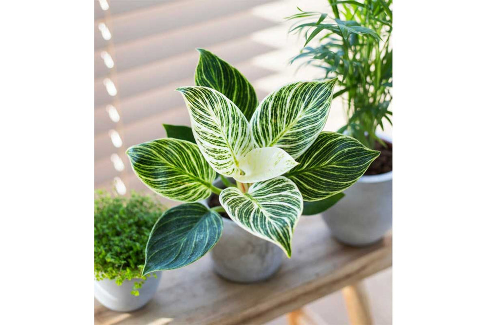 
                  
                    Philodendron 'Birkin' - Φιλόδενδρο
                  
                