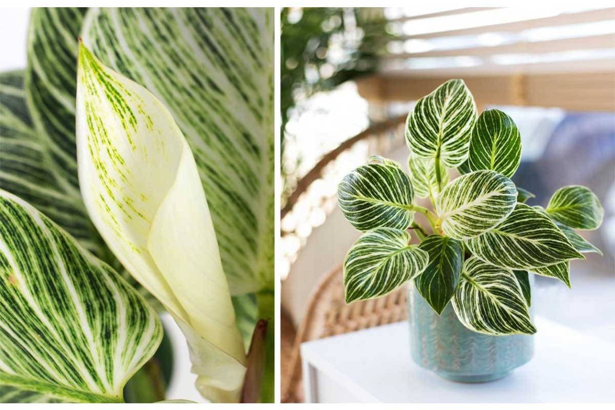 Philodendron 'Birkin' - Φιλόδενδρο