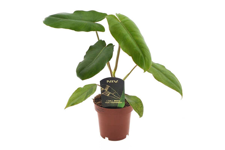 Philodendron 'Paraiso Verde' 12cm