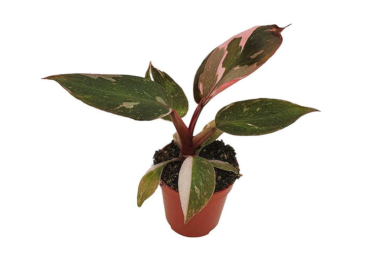 Philodendron 'Pink Princess' 6cm