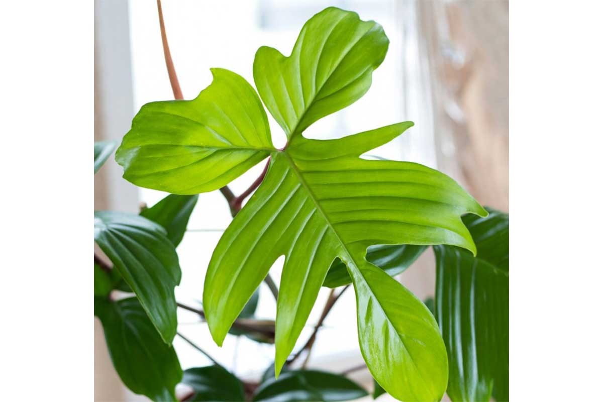 Philodendron 'Florida Green' - Φιλόδενδρο