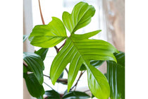 
                  
                    Philodendron 'Florida Green' - Φιλόδενδρο
                  
                