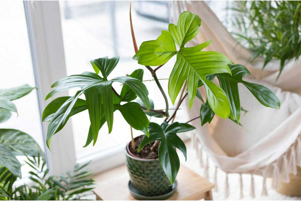
                  
                    Philodendron 'Florida Green' - Φιλόδενδρο
                  
                