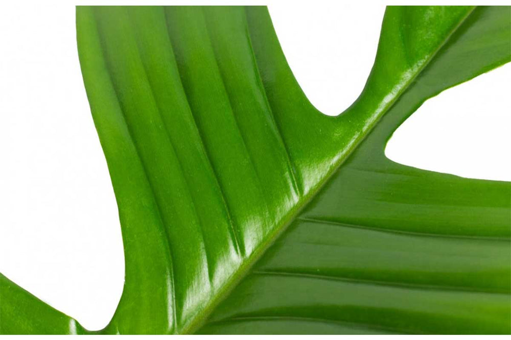 
                  
                    Philodendron 'Florida Green' - Φιλόδενδρο
                  
                