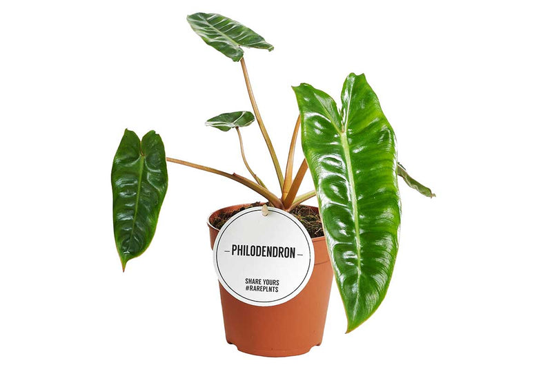 Philodendron billietiae 12cm