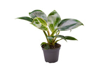 
                  
                    Philodendron 'Birkin' - Φιλόδενδρο
                  
                