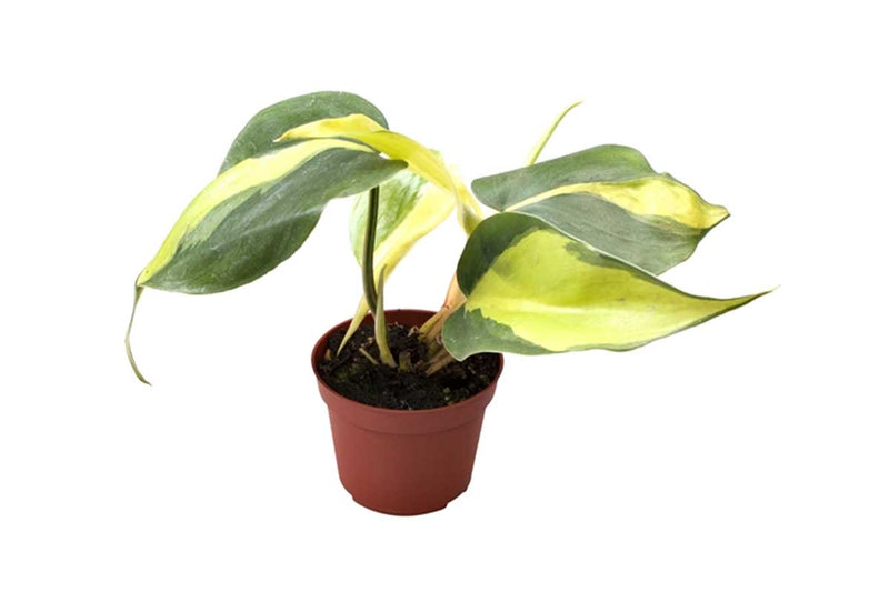 Philodendron 'brasil' - Φιλόδενδρο
