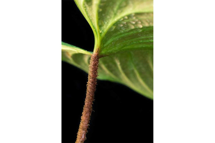 Philodendron sp. 'fuzzy petiole' - Φιλόδενδρο