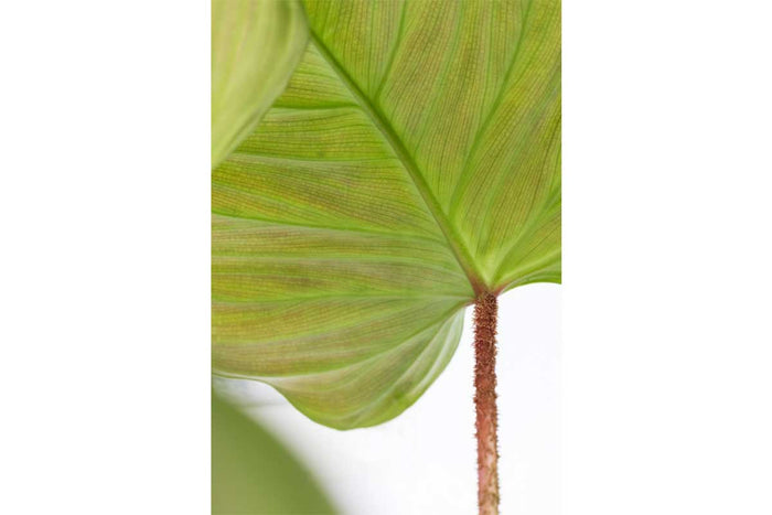 Philodendron sp. 'fuzzy petiole' - Φιλόδενδρο