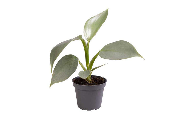 Philodendron hastatum 6cm