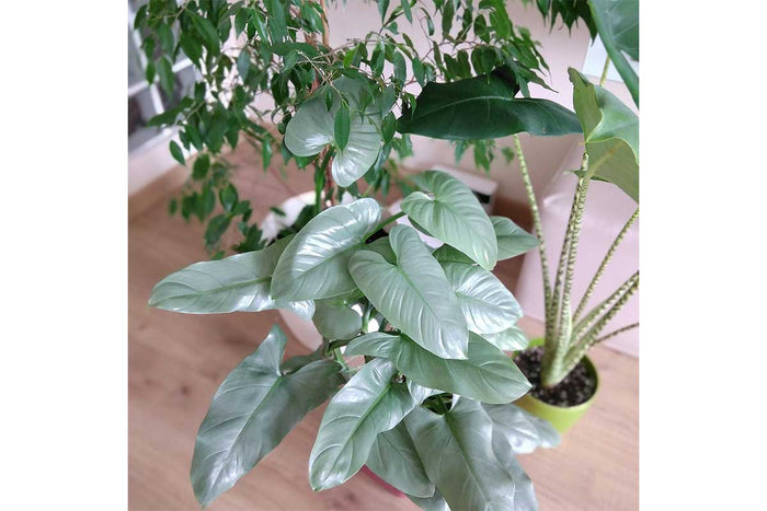 Philodendron hastatum