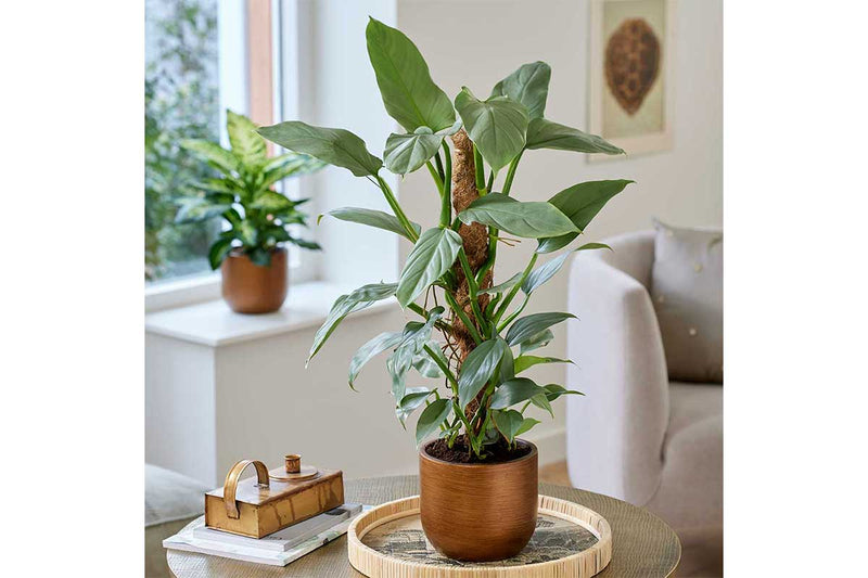 Philodendron hastatum