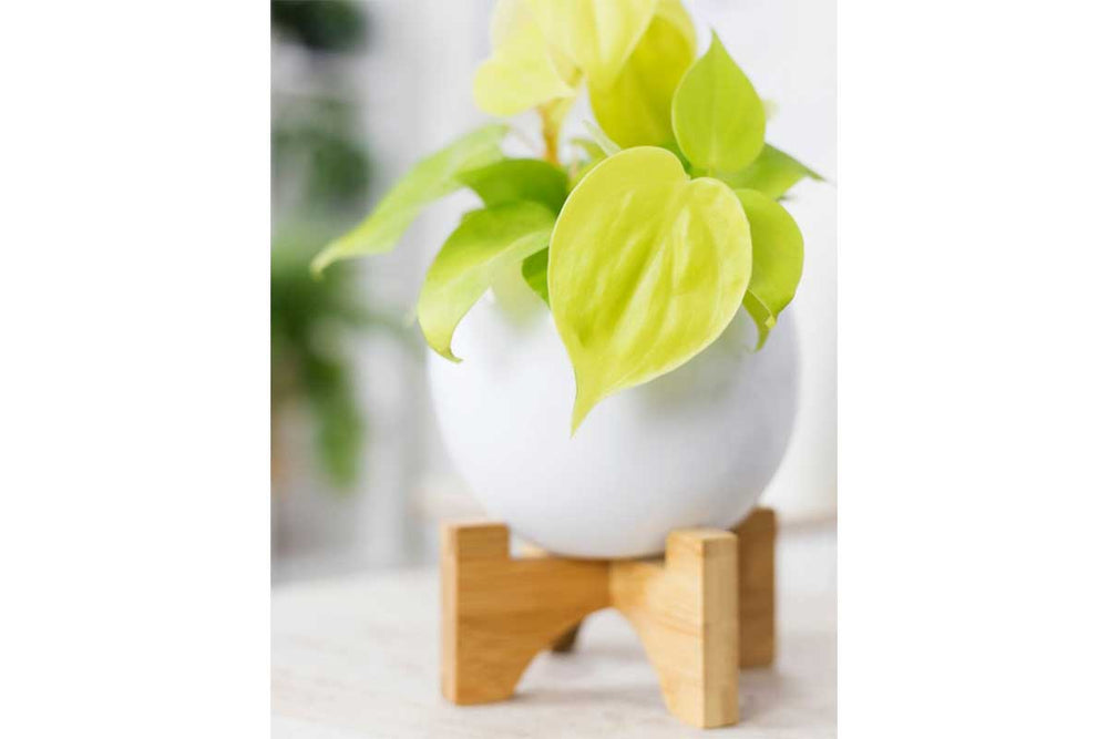 
                  
                    Philodendron  'Lime' - Φιλόδενδρο
                  
                