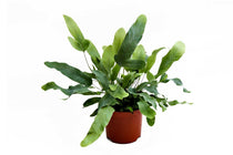 
                  
                    Phlebodium aureum 'blue star'
                  
                