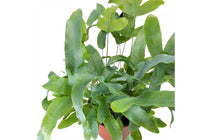 
                  
                    Phlebodium 'blue star' - Φύλλα
                  
                