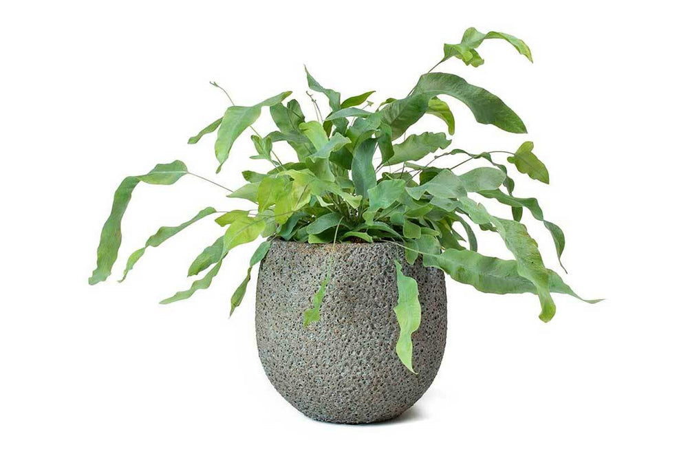 
                  
                    Phlebodium 'blue star' - Πρόταση διακόσμησης
                  
                