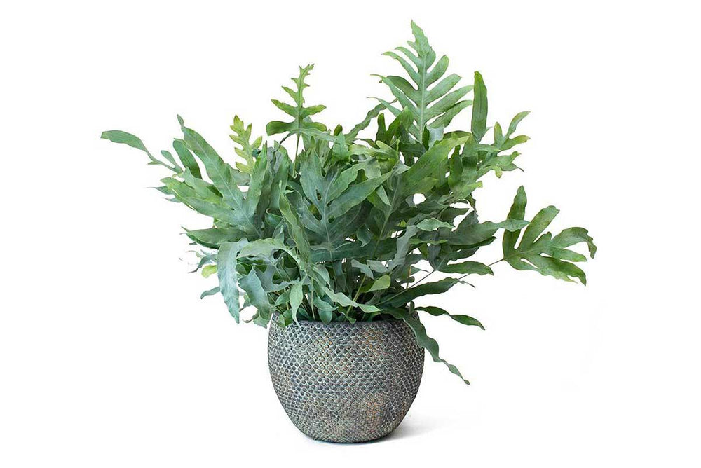 
                  
                    Phlebodium 'blue star' - Πρόταση διακόσμησης
                  
                