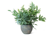 
                  
                    Phlebodium 'blue star' - Πρόταση διακόσμησης
                  
                
