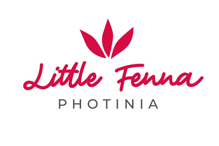 Photinia 'Little Fenna'® 19cm
