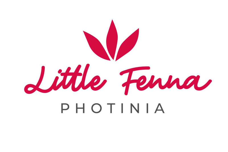 Photinia 'Little Fenna'®