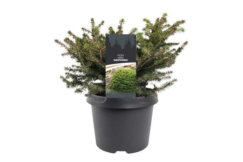 Picea 'nidiformis’ 19cm