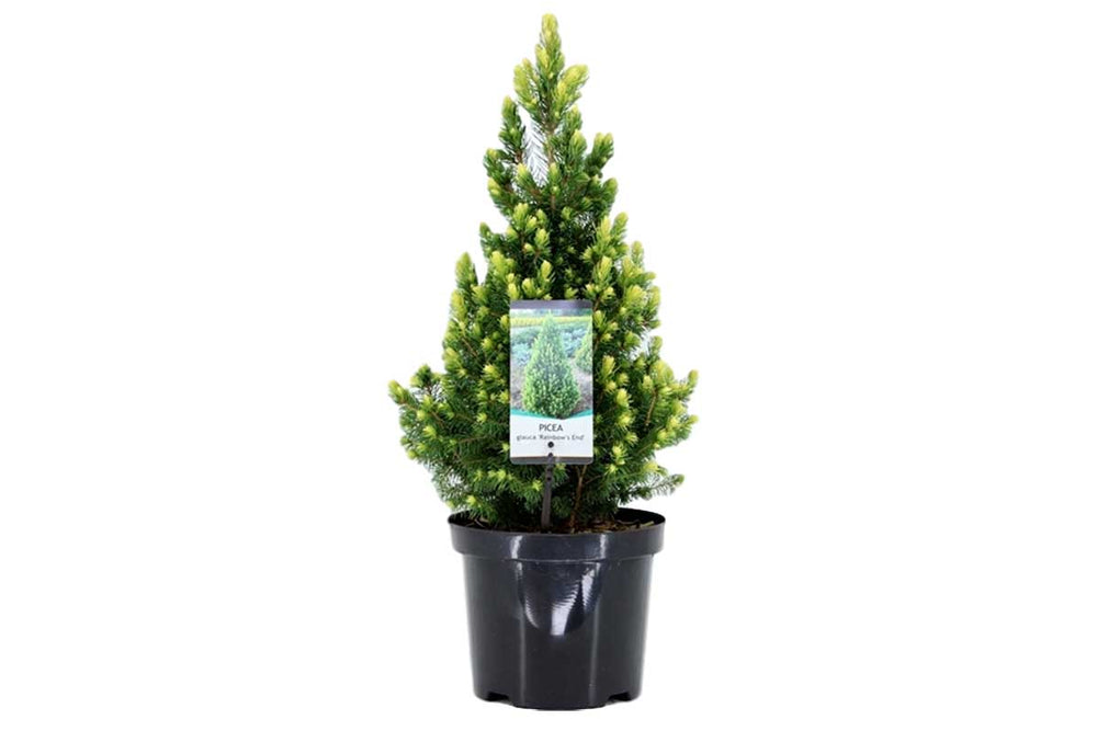 
                  
                    Picea glauca rainbows end’® 19cm - Πικέα
                  
                