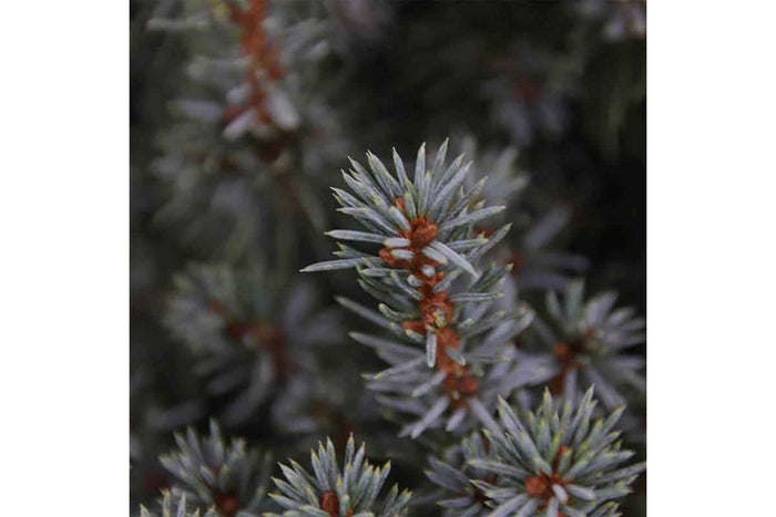 Picea 'sanders blue’