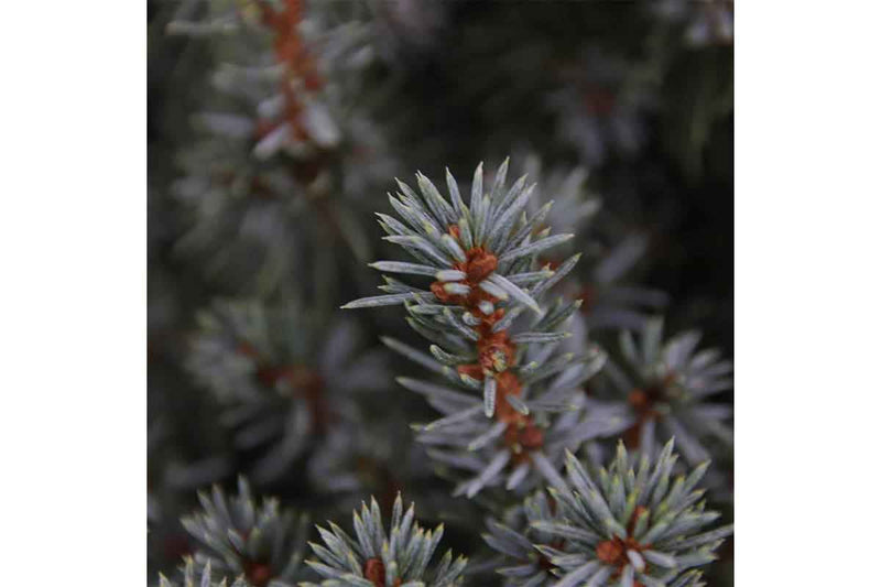 Picea 'sanders blue’