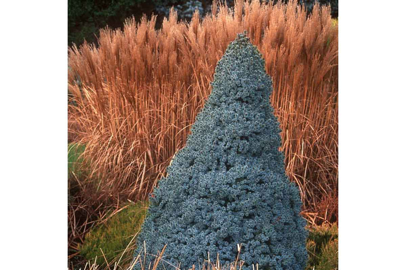 Picea 'sanders blue’