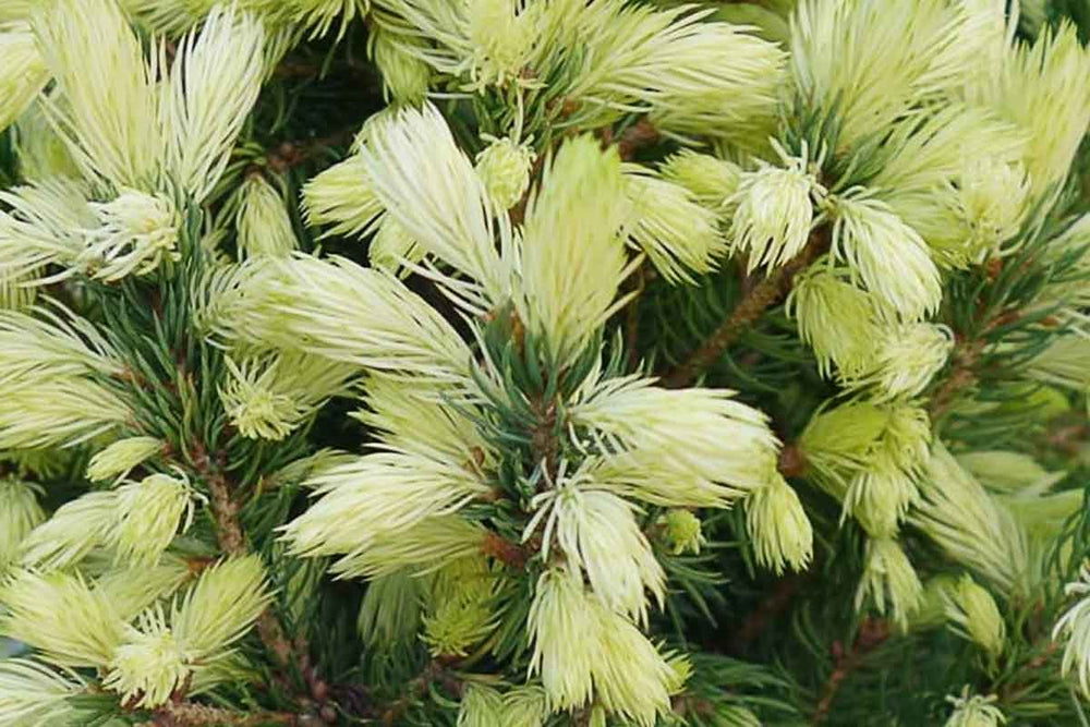 
                  
                    Picea glauca ‘Daisys white’® - Πικέα
                  
                